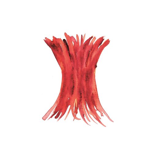 1. Chakra – Wurzelchakra